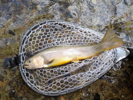 大イワナ登場！